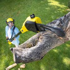 Best Tree Removal Services  in Lenox, IA